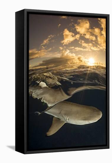 Blacktip reef shark swimming underwater, Yap, Micronesia-David Fleetham-Framed Stretched Canvas