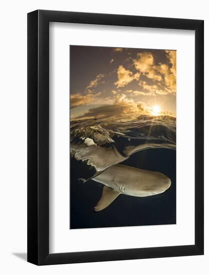 Blacktip reef shark swimming underwater, Yap, Micronesia-David Fleetham-Framed Photographic Print