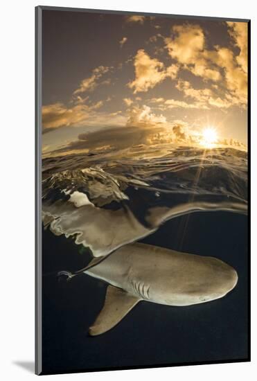 Blacktip reef shark swimming underwater, Yap, Micronesia-David Fleetham-Mounted Photographic Print