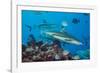 Blacktip reef sharks circling the reef surrounded by reef fish-David Fleetham-Framed Photographic Print