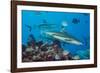 Blacktip reef sharks circling the reef surrounded by reef fish-David Fleetham-Framed Photographic Print