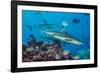 Blacktip reef sharks circling the reef surrounded by reef fish-David Fleetham-Framed Photographic Print