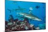 Blacktip reef sharks circling the reef surrounded by reef fish-David Fleetham-Mounted Photographic Print