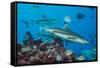 Blacktip reef sharks circling the reef surrounded by reef fish-David Fleetham-Framed Stretched Canvas