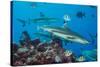 Blacktip reef sharks circling the reef surrounded by reef fish-David Fleetham-Stretched Canvas