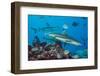 Blacktip reef sharks circling the reef surrounded by reef fish-David Fleetham-Framed Photographic Print