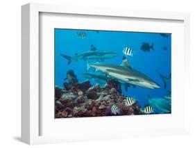 Blacktip reef sharks circling the reef surrounded by reef fish-David Fleetham-Framed Photographic Print