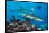 Blacktip reef sharks circling the reef surrounded by reef fish-David Fleetham-Framed Stretched Canvas