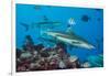 Blacktip reef sharks circling the reef surrounded by reef fish-David Fleetham-Framed Photographic Print