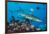 Blacktip reef sharks circling the reef surrounded by reef fish-David Fleetham-Framed Photographic Print