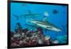 Blacktip reef sharks circling the reef surrounded by reef fish-David Fleetham-Framed Photographic Print