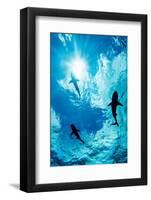 Blacktip reef sharks silhouetted just below the ocean surface-David Fleetham-Framed Photographic Print