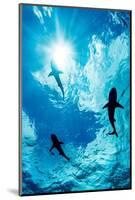 Blacktip reef sharks silhouetted just below the ocean surface-David Fleetham-Mounted Photographic Print