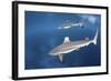 Blacktip Reef Sharks Swim Just under the Surface in the Solomon Islands-Stocktrek Images-Framed Photographic Print