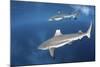 Blacktip Reef Sharks Swim Just under the Surface in the Solomon Islands-Stocktrek Images-Mounted Photographic Print
