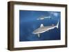 Blacktip Reef Sharks Swim Just under the Surface in the Solomon Islands-Stocktrek Images-Framed Photographic Print