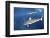 Blacktip Reef Sharks Swim Just under the Surface in the Solomon Islands-Stocktrek Images-Framed Photographic Print