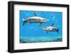 Blacktip Reef Sharks Swimming in Tropical Waters over Coral Reef-Gino Santa Maria-Framed Photographic Print
