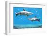 Blacktip Reef Sharks Swimming in Tropical Waters over Coral Reef-Gino Santa Maria-Framed Photographic Print
