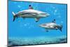 Blacktip Reef Sharks Swimming in Tropical Waters over Coral Reef-Gino Santa Maria-Mounted Photographic Print