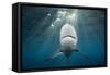 Blacktip Shark (Carcharhinus Limbatus)-Reinhard Dirscherl-Framed Stretched Canvas