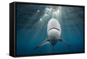 Blacktip Shark (Carcharhinus Limbatus)-Reinhard Dirscherl-Framed Stretched Canvas