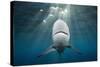 Blacktip Shark (Carcharhinus Limbatus)-Reinhard Dirscherl-Stretched Canvas