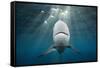 Blacktip Shark (Carcharhinus Limbatus)-Reinhard Dirscherl-Framed Stretched Canvas