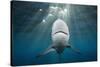 Blacktip Shark (Carcharhinus Limbatus)-Reinhard Dirscherl-Stretched Canvas