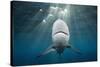 Blacktip Shark (Carcharhinus Limbatus)-Reinhard Dirscherl-Stretched Canvas