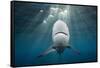 Blacktip Shark (Carcharhinus Limbatus)-Reinhard Dirscherl-Framed Stretched Canvas