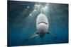 Blacktip Shark (Carcharhinus Limbatus)-Reinhard Dirscherl-Stretched Canvas