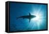 Blacktip Shark (Carcharhinus Limbatus)-Reinhard Dirscherl-Framed Stretched Canvas