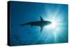 Blacktip Shark (Carcharhinus Limbatus)-Reinhard Dirscherl-Stretched Canvas