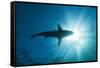 Blacktip Shark (Carcharhinus Limbatus)-Reinhard Dirscherl-Framed Stretched Canvas