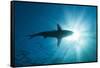 Blacktip Shark (Carcharhinus Limbatus)-Reinhard Dirscherl-Framed Stretched Canvas