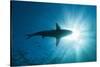 Blacktip Shark (Carcharhinus Limbatus)-Reinhard Dirscherl-Stretched Canvas