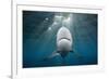 Blacktip Shark (Carcharhinus Limbatus)-Reinhard Dirscherl-Framed Photographic Print