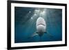 Blacktip Shark (Carcharhinus Limbatus)-Reinhard Dirscherl-Framed Photographic Print