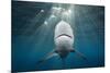 Blacktip Shark (Carcharhinus Limbatus)-Reinhard Dirscherl-Mounted Photographic Print