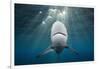 Blacktip Shark (Carcharhinus Limbatus)-Reinhard Dirscherl-Framed Photographic Print