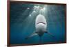 Blacktip Shark (Carcharhinus Limbatus)-Reinhard Dirscherl-Framed Photographic Print