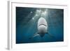 Blacktip Shark (Carcharhinus Limbatus)-Reinhard Dirscherl-Framed Photographic Print