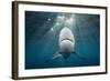 Blacktip Shark (Carcharhinus Limbatus)-Reinhard Dirscherl-Framed Photographic Print