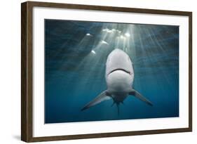 Blacktip Shark (Carcharhinus Limbatus)-Reinhard Dirscherl-Framed Photographic Print