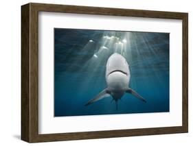 Blacktip Shark (Carcharhinus Limbatus)-Reinhard Dirscherl-Framed Photographic Print