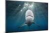 Blacktip Shark (Carcharhinus Limbatus)-Reinhard Dirscherl-Mounted Photographic Print