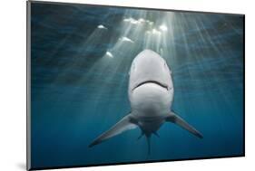 Blacktip Shark (Carcharhinus Limbatus)-Reinhard Dirscherl-Mounted Photographic Print