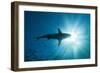 Blacktip Shark (Carcharhinus Limbatus)-Reinhard Dirscherl-Framed Photographic Print