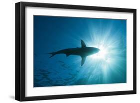 Blacktip Shark (Carcharhinus Limbatus)-Reinhard Dirscherl-Framed Photographic Print